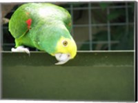 Framed Cheeky Parrot