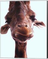 Framed Giraffe Face