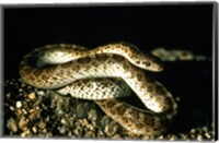 Framed Glossy Snake