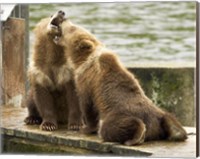 Framed Grizzly Bear Cubs