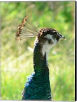 Framed Peacock Head