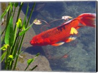 Framed Red Goldfish