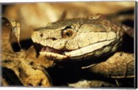 Framed Head of a Copperhead Snake