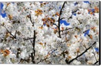 Framed White Cherry Blossom tree