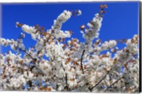 Framed White Cherry Blossom Bloom