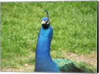 Framed Peacock Closeup of Head