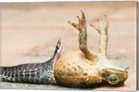 Framed Close-up of a snake eating a frog