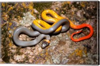 Framed Western Ringneck snake