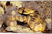 Framed Black-Tailed rattlesnake