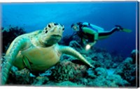 Framed Green Sea turtle - ocean