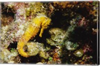Framed Yellow Seahorse