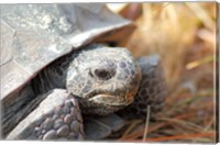 Framed Close-up of a Gopher tortoise