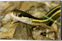 Framed Common Garter Snake
