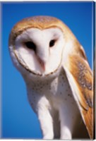 Framed Barn Owl Close Up