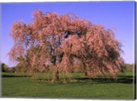 Framed Blossoms on a tree in a field