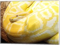 Framed Albino Burmese Python