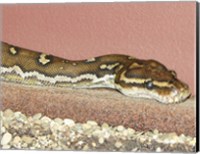 Framed Angolian Python