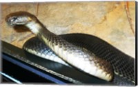 Framed Asian Cobra