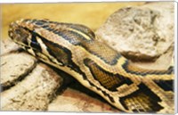 Framed Burmese Python Head