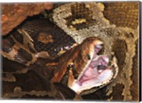 Framed Burmese Python