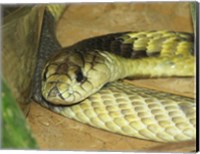 Framed Egyptian Cobra