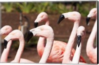 Framed Flamingo Flock