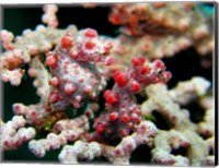 Framed Pygmy Seahorses