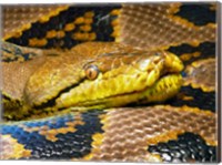 Framed Reticulated Python