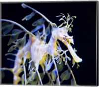 Framed Seahorse Photograph
