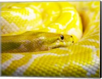 Framed Yellow Python