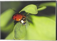 Framed Close-up of a ladybug on a leaf