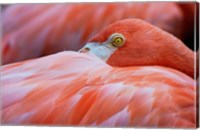 Framed Flamingo Hiding Face