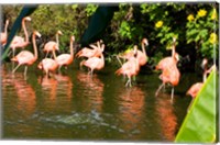 Framed American Flamingoes Wading in Water