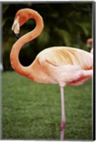 Framed American Flamingo