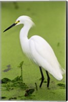 Framed Close-up of a Snowy Egret Wading in Water