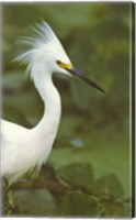 Framed Close-up of a Snowy Egret