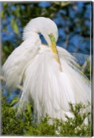 Framed Great Egret - photo