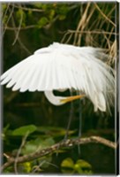 Framed Close-up of a Great White Egret