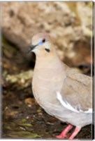 Framed Close-up of a White-Winged Dove, High Island, Texas, USA