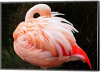Framed Sleeping Flamingo
