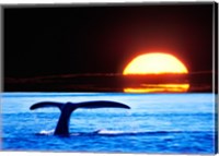 Framed Tail fin of a whale in the sea