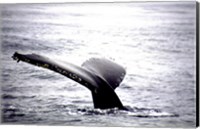 Framed Humpback Whale Black and White Tail