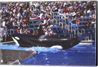 Framed Killer Whale Sea World San Diego California USA