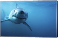 Framed Great White Shark Swimming
