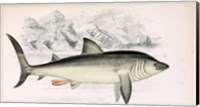 Framed Basking Shark Jonathan Couch