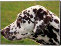 Framed Dalmatian Profile