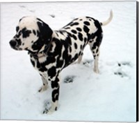 Framed Dalmatian in Snow