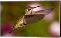 Framed Fem Anna's Hummingbird
