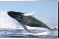 Framed Humpback Whale Jumping