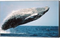 Framed Humpback Whale Breaching